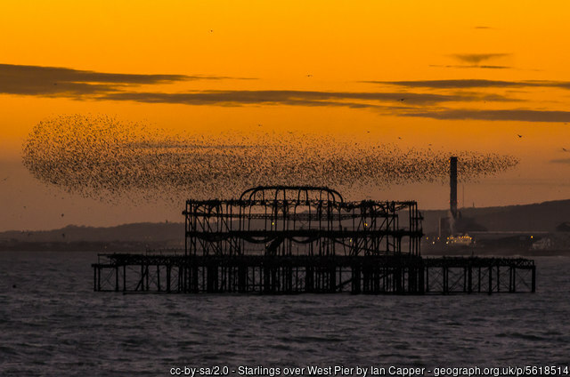 Starlings over West Pier Birghton